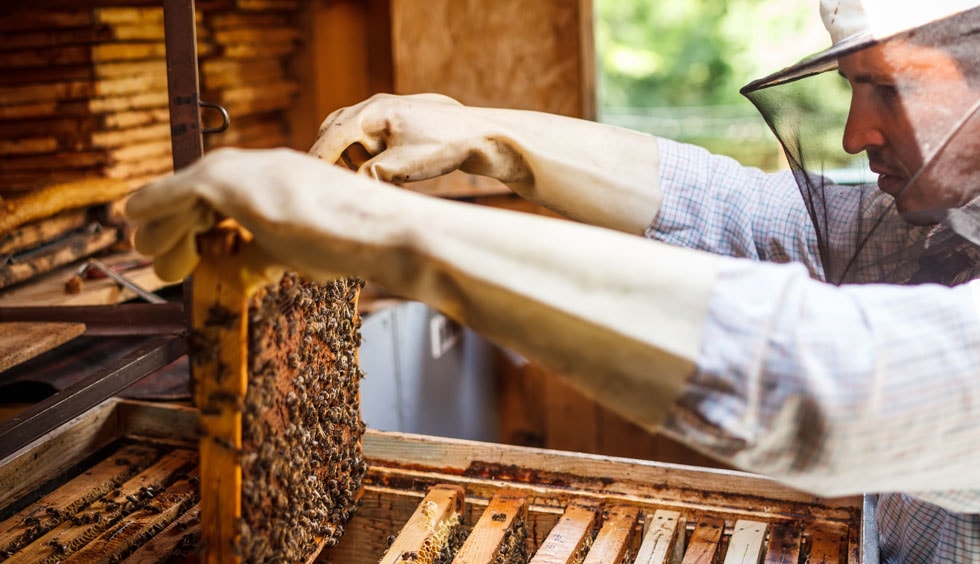 Apiculture Technician