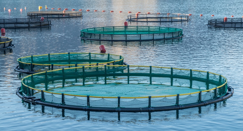 Expert on standardisation, packaging and quality control in the aquaculture industry