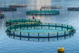 Expert on standardisation, packaging and quality control in the aquaculture industry